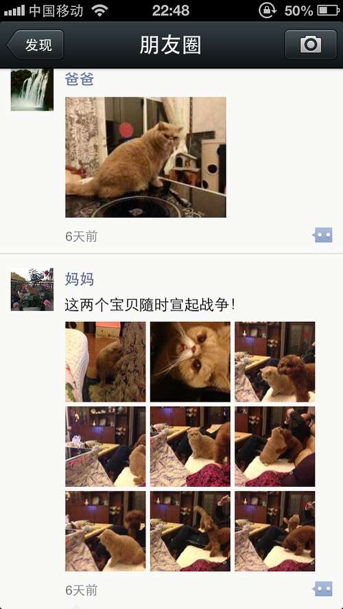 自从有了我们家智障猫,我爸妈都变了... 