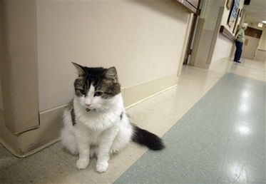美一小猫具有奇异功能 可准确预知患者死期
