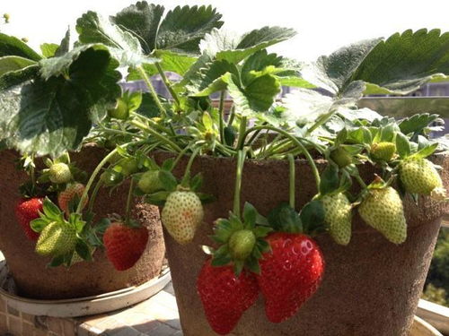 盆栽草莓什么时候种好,草莓盆种植方法？