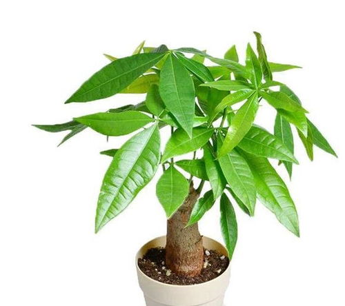 发财树植物怎么养,发财树植物养护卡
