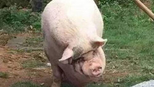 农村老汉养了一头1300斤的肥猪,每天都要洗澡还听得懂人话