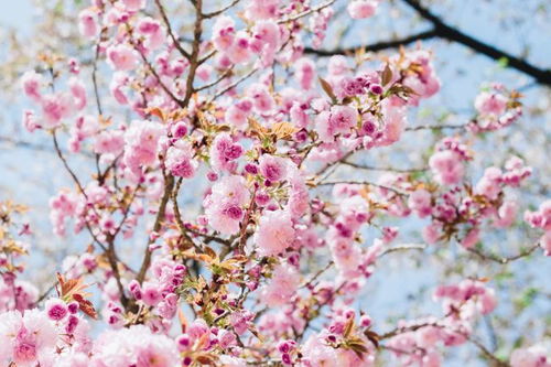 3月份桃花运旺到爆,4生肖收获好爱情,摆脱单身,一生幸福相伴