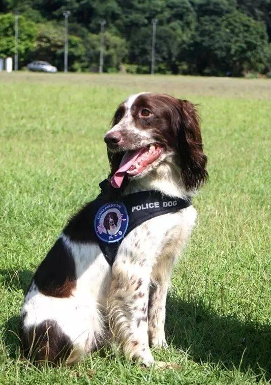 分享一下警界的搜毒犬,史宾格犬的历史还有它的价格 