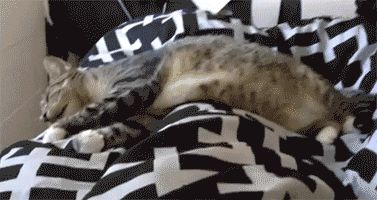 小猫咪睡觉为什么动来动去 是在做梦吗