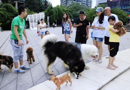 养狗真的使人文明了 狗咬人时不松口,没有一棍杖毙而是温柔掰嘴