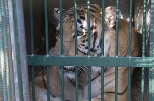 世界最差动物园 这根本不是动物园而更像一座监狱