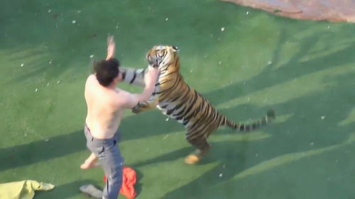外国网友跟老虎 搏斗 ,没想到老虎被打得没脾气了,太搞笑了 