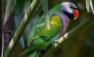 小绯胸鹦鹉价格和样子特点 小绯胸鹦鹉怎么养吃什么和叫声寿命 爱宠网 