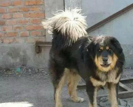 在我国,藏獒真的是最能打的狗吗