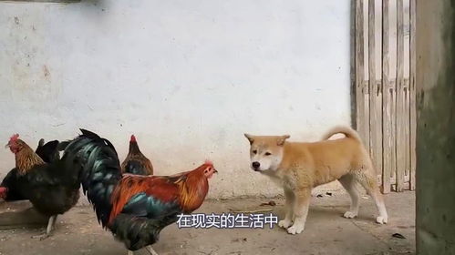 为什么说 鸡犬不宁 ,它们之间还有恩仇,看完你就知道了