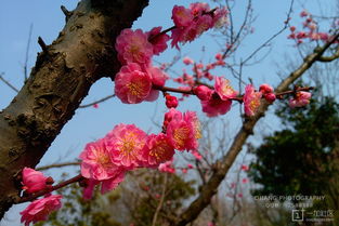 手机拍梅花山,漂亮的梅花海洋