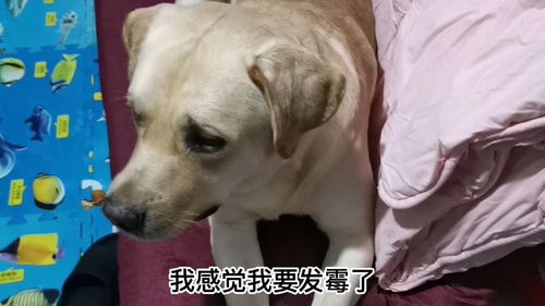 这狗子想出门去买吃鸡腿吃,假装生病骗妈妈 