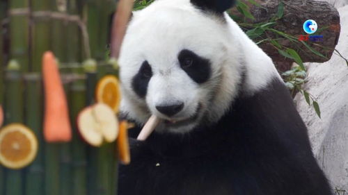全球连线 大熊猫是和平和友谊的象征 访莫斯科动物园园长
