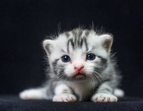小猫不主动喝羊奶怎么办,怎么喂小猫喝奶 