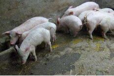 夏季猪场潮湿危害多,养猪人该知道这几点 