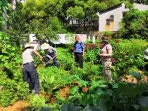 清理小区菜地 还居民舒适生活环境