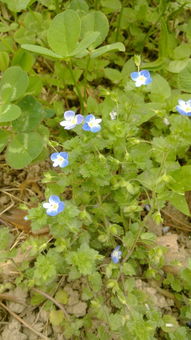 这个开蓝色小花的草叫什么名字 