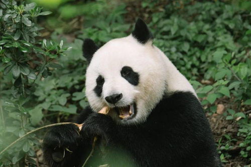 你的 熊猫眼 不能只赖熬夜