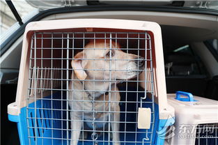 为宠物开专车 他一年接送了6000多只狗狗