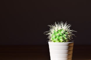 多肉植物好看的图片及名称大全图片大全集（多肉植物图片及名称大全图片欣赏）