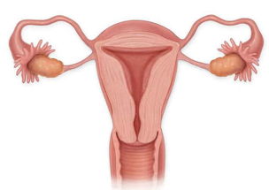 原创子宫内膜的厚度和女性受孕有很重要的关系，会影响怀孕！备孕快学