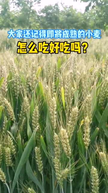 小麦怎么吃