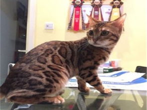 图 猫舍出售纯种健康孟加拉豹 猫可上门挑选全国发货 辽阳宠物猫 辽阳列表网 