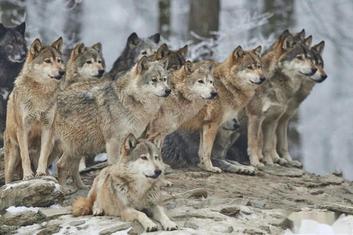 金字塔形的组织 震山的虎 远见的鹰 团结的狼 忠诚的狗和肉猪