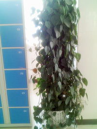 缠绕性强,气根发达,攀附于用棕扎成的圆柱,什么植物 