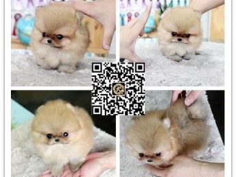 图 广州哪里买到纯种健康的博美犬 广州哪里买宠物狗比较放心 广州宠物狗 