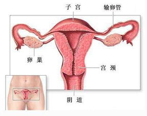 阴道腺病(阴道腺病是什么 阴道腺病是什么)