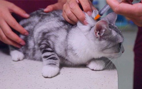 主人可以在家为猫咪打疫苗 须知一时方便可能害了 猫命