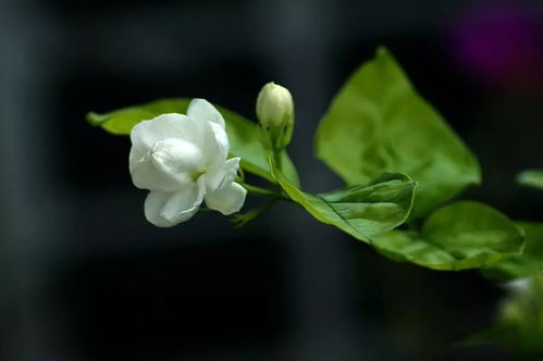 茉莉花北方怎样过冬,茉莉花北方