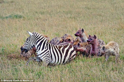 残忍鬣狗将怀孕母斑马开膛破肚 叼走小斑马 