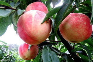 什么品种的桃子最好吃常见桃子最新品种,绿化九号桃和水蜜桃哪个好吃