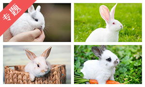 小白兔图片 小白兔图片素材大全 