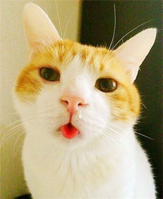 猫咪曾经患过猫鼻支,猫鼻支是由后遗症拉稀的吗