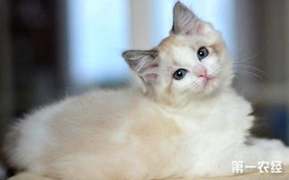 布偶猫寿命有多长