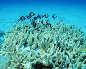 火皮珊瑚和非皮珊瑚的区别(火皮 珊瑚)