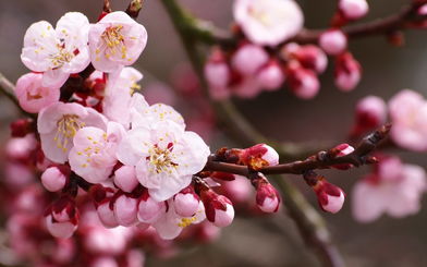 参加婚礼旺桃花的秘方(参加婚礼带来好运)