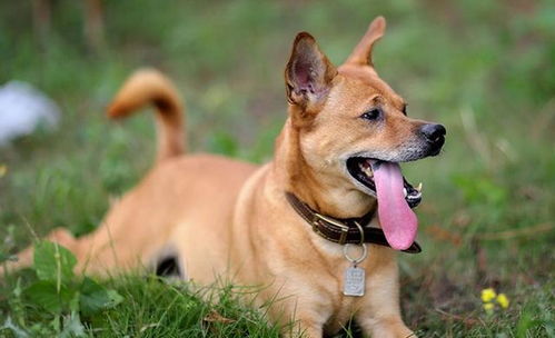 世界10大养起来最省心的狗狗,拉布拉多居榜首,金毛和泰迪也上榜
