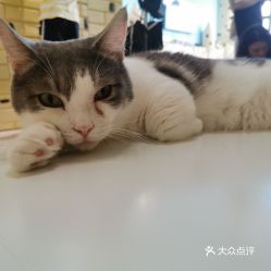 猫咪在哪里可以买到（猫咪销售渠道大揭秘）