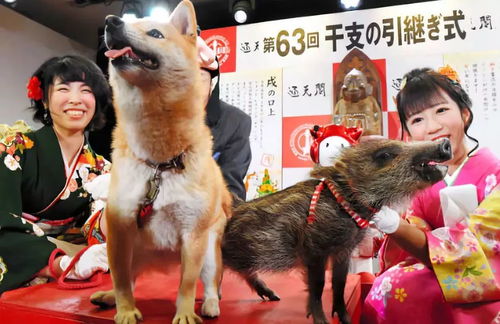 吃喝玩乐日本游丨日本的生肖猪,怎么就变野猪了