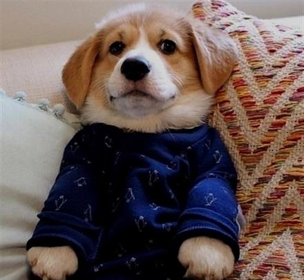 10个穿着睡衣的小可爱狗狗 