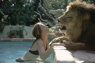 关于狮子的电影,关于狮子的电影有哪些