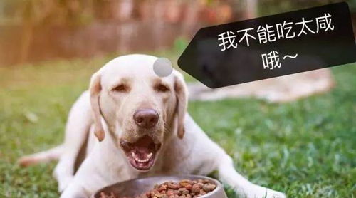 狗狗饮食学问大,狗狗饮食的八个注意事项