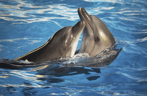 多次救人的海豚,受伤后向人类求救,可惜伤重身亡