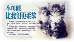 adopcion gatos cdmx
