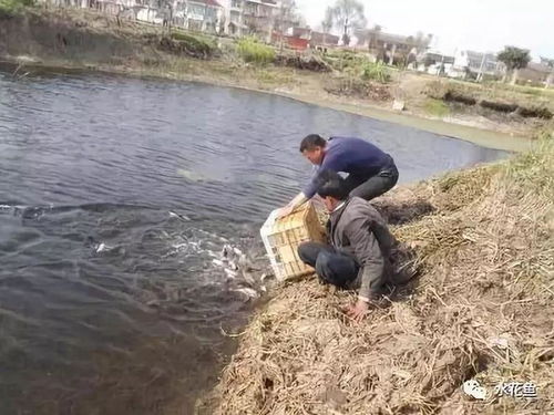 养鱼效益的关键性环节 投喂水产饲料的方法