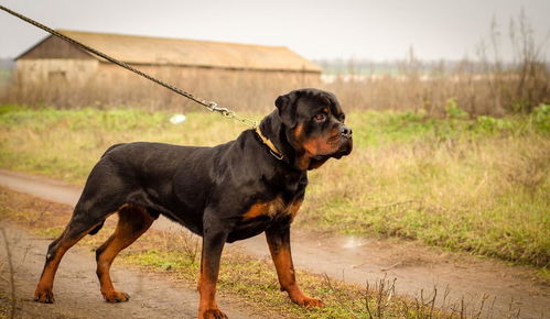 世界名犬排名,第一名的狗狗贵的吓死人